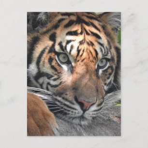 Sumatran Tiger Briefkaart