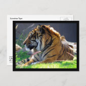 Sumatran Tiger Briefkaart (Voorkant / Achterkant)