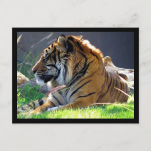 Sumatran Tiger Briefkaart