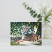 Sumatran Tiger Briefkaart (Staand voorkant)