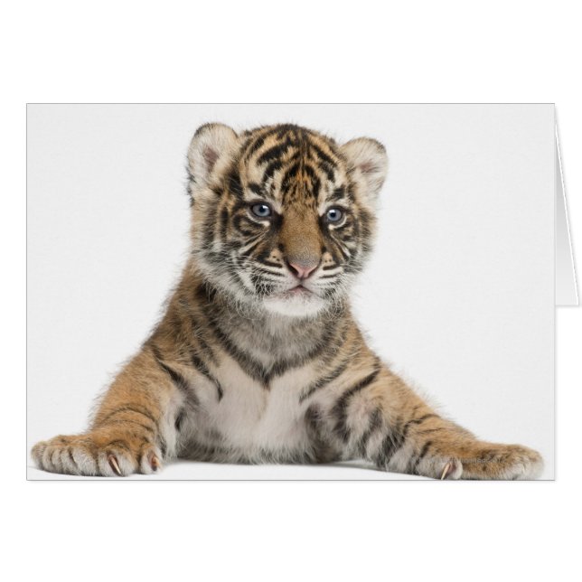 Sumatran Tiger cub (Voorkant Horizontaal)