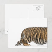 Sumatran Tiger cub 2 Briefkaart (Voorkant / Achterkant)