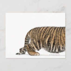 Sumatran Tiger cub 2 Briefkaart