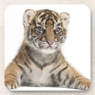 Sumatran Tiger cub Bier Onderzetter