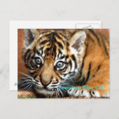 Sumatran Tiger Cub Briefkaart (Voorkant / Achterkant)