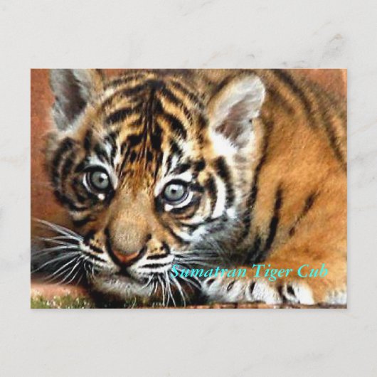 Sumatran Tiger Cub Briefkaart (Voorkant)