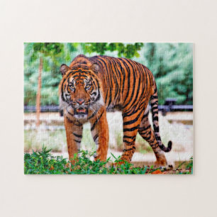 Sumatran Tiger. Grote katten. Legpuzzel