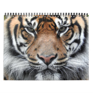 Sumatran Tiger Kalender