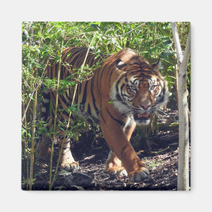 Sumatran Tiger Magneet