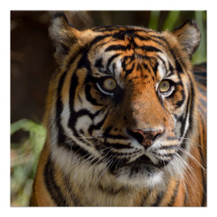 Sumatran Tiger Perfect Poster