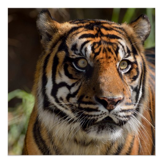 Sumatran Tiger Perfect Poster (Voorkant)