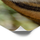 Sumatran Tiger Perfect Poster (Hoek)