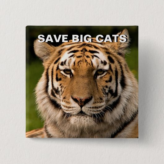 Sumatran Tiger Portrait Vierkante Button 5,1 Cm (Voorkant)