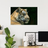 Sumatran Tiger Poster (Thuiskantoor)