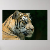 Sumatran Tiger Poster (Voorkant)