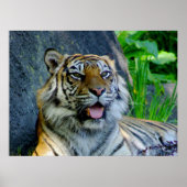 Sumatran Tiger print (Voorkant)