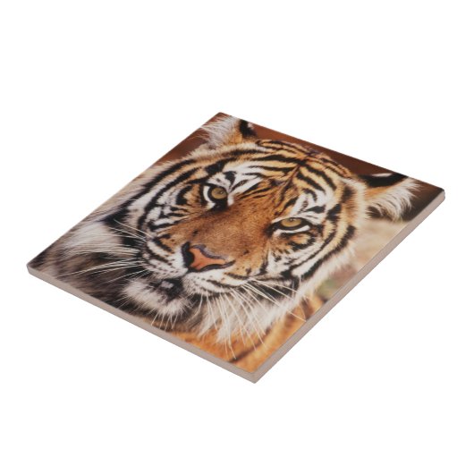 Sumatran Tiger Tegeltje (Zijkant)