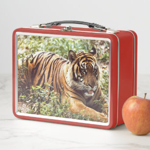 Sumatran Tiger Wild Metal Lunchbox