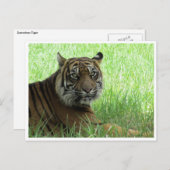 sumatratijger briefkaart (Voorkant / Achterkant)