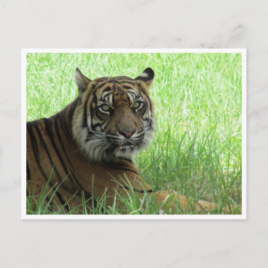 sumatratijger briefkaart (Voorkant)