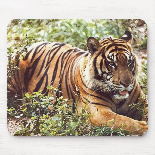 sumatratijger muismat (Voorkant)