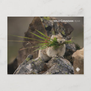 Summer - American Pica Briefkaart