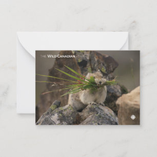 Summer - American Pica Notitiekaartje