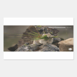 Summer - American Pica Rechthoekige Sticker