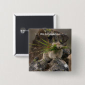 Summer - American Pica Vierkante Button 5,1 Cm (Voorkant /achterkant)