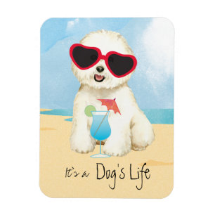 Summer Bichon Frise Magneet