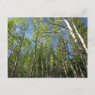 Summer Birch Trees in Rocky Mountain Briefkaart