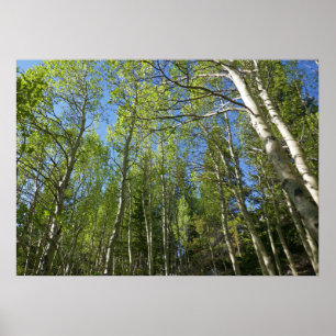 Summer Birch Trees in Rocky Mountain Poster