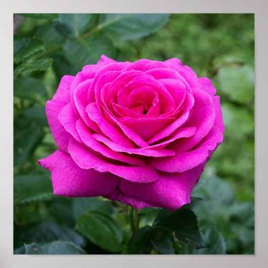 Summer Bloom Poster (Voorkant)