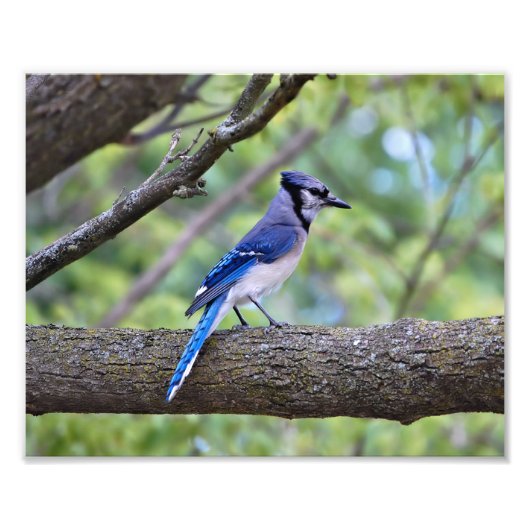 Summer Blue Jay Foto Afdruk (Voorkant)