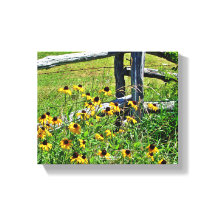 Summer Blue Ridge Parkway USA Wildflower Foto