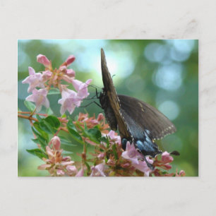 Summer Butterfly Blues Briefkaart