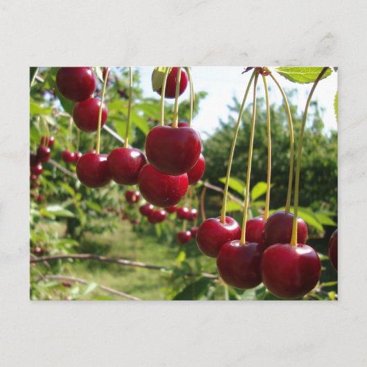 Summer Cherries Briefkaart (Voorkant)