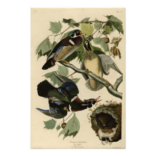 Summer Duck, Wood Duck, Audubon's Birds of America Foto Afdruk