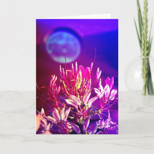 Summer Flowers Kaart