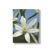 Summer Flowers Wrapped Canvas