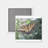 Summer Fun Monarch Magneet (Voorkant / Achterkant)