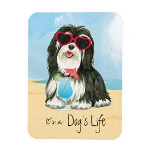 Summer Havanese Magneet