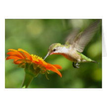 Summer Hummer