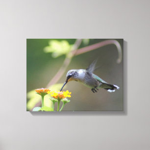 Summer Hummer Canvas Afdruk