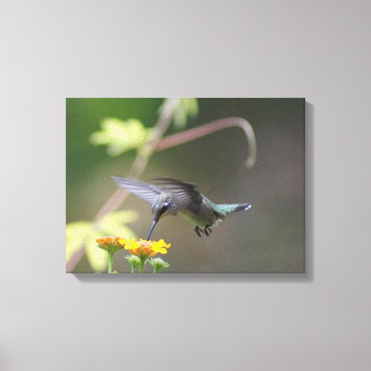 Summer Hummer Canvas Afdruk (Voorkant)