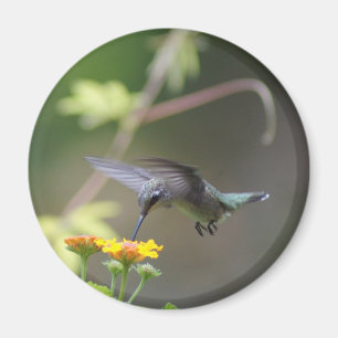 Summer Hummer Magnet Magneet