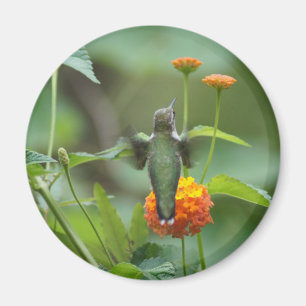 Summer Humming Magneet