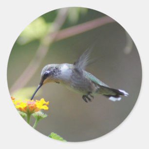 Summer Humming Ronde Sticker