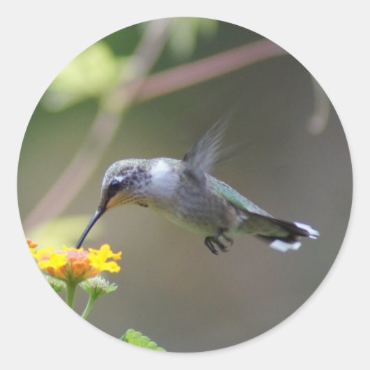 Summer Humming Ronde Sticker (Voorkant)