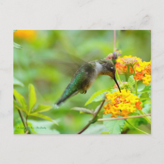 Summer Hummingbird Briefkaart (Voorkant)